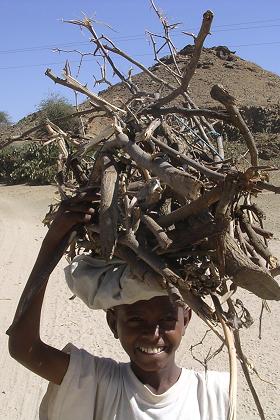Young boy with firewood - Keren Eritrea.