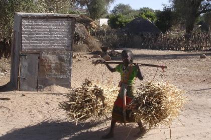 Carrying straw to the market - Barentu Eritrea.