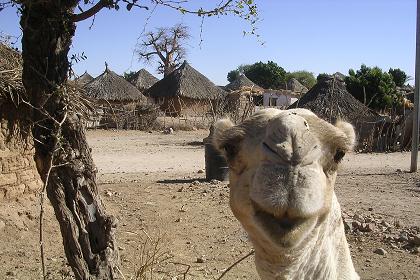 Traditional village - Barentu Eritrea.