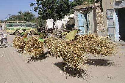 Carrying straw to the market - Barentu Eritrea.