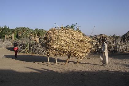 Carrying straw to the market - Agordat Eritrea.