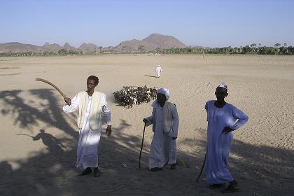 Men herding goats - Barka river Agordat Eritrea.