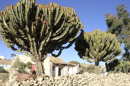 Traditional house 'Hidmo' - Emba Derho Eritrea.