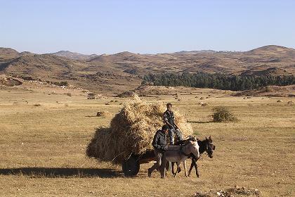 Harvesting - Road to Keren Eritrea.