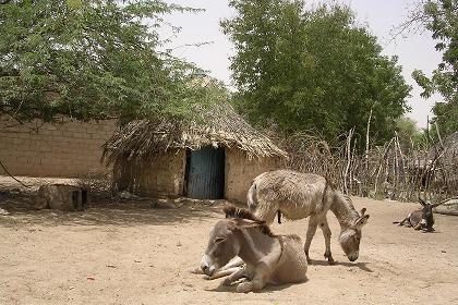 Traditional houses - Barentu Eritrea.
