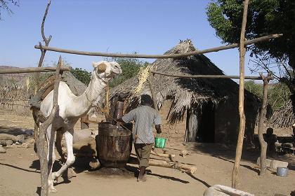 "Asara" traditional sesami oil press- Barentu Eritrea.