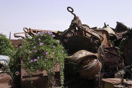 Bougainvillea growing over rusty military hardware - Asmara  tank graveyard.