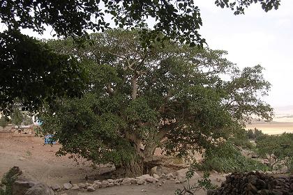 Senafe oak tree with its 12 branches - Senafe Eritrea.