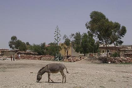 Local scenery - Tsa' Edakristyan (just outside Asmara).