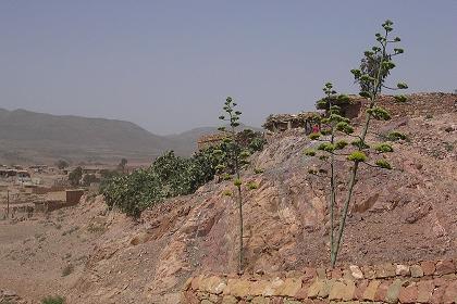 Local scenery - Himbirti Eritrea.