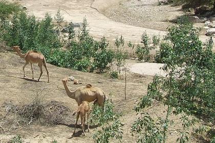 Camels grazing near the Anseba river - Road to Keren Eritrea.