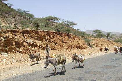 Donkey transport - Road to Keren Eritrea.