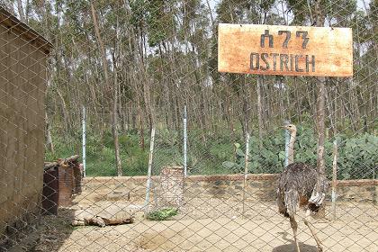 se-ghe-n (ostrich) Asmara zoo - Biet Georgis Asmara Eritrea.