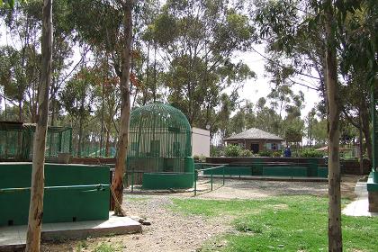 Asmara zoo - Biet Georgis Asmara Eritrea.