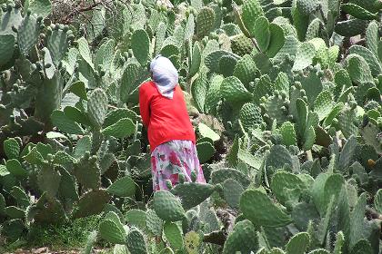 Woman collecting beles (cactus fruits) - Biet Georgis Asmara Eritrea.