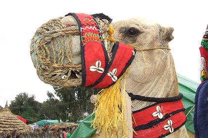 Camel - Festival Eritrea 2006 - Asmara Eritrea.