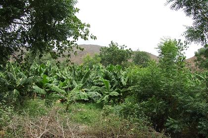 Banana plantations - Solomuna Eritrea.