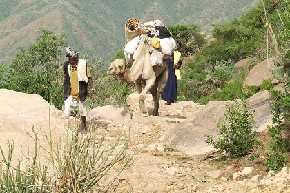Camels coming up - Mount Bizen Eritrea.