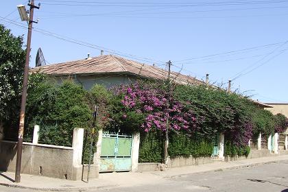 Residential buildings surrounded by bougainvillaea - Gejeret Asmara Eritrea.