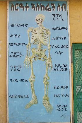 Anatomy of the human body - Medeber Elementary School - Asmara Eritrea.