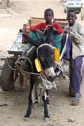 Donkey cart - Mendefera Eritrea.