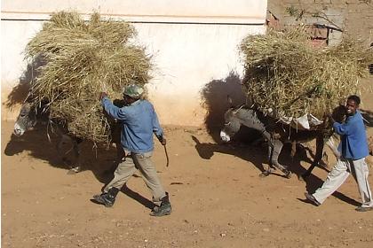 Farmers with their harvest - Beleza Eritrea.