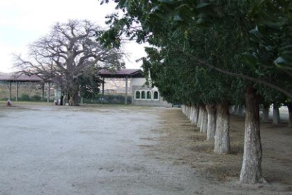 Shrine and baobab tree - Mariam Dearit Keren Eritrea.