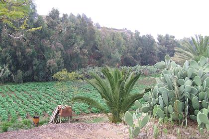 Farmland - Acria Asmara Eritrea.