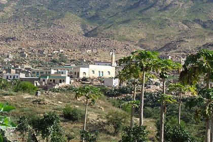 Fruit trees - road to Mai Habar Eritrea.