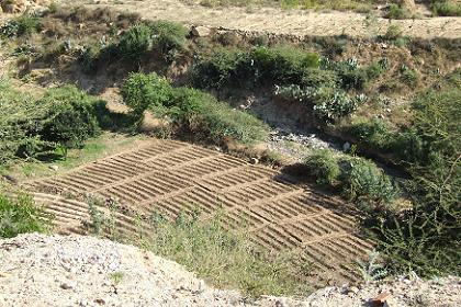 Farm land - road to Mai Habar Eritrea.