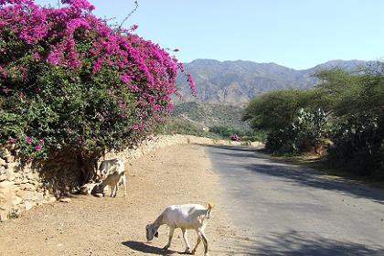 Landscape - road to Mai Habar Eritrea.