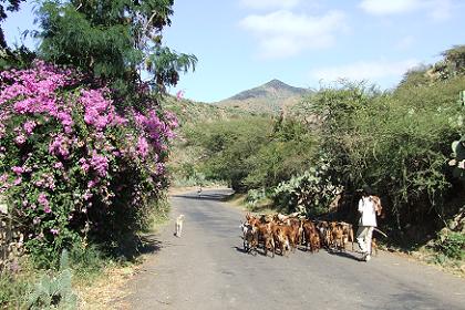 Landscape - road to Mai Habar Eritrea.