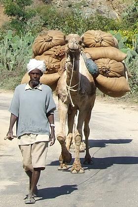 Camel carrying agricultural products - road to Mai Habar Eritrea.