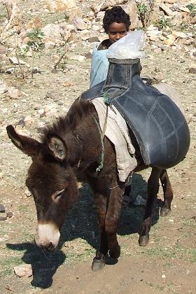 Donkey carrying water from the river to the village - Zawl Eritrea.