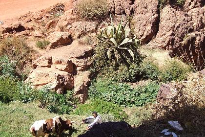 Looking over the edge of the plateau - Acria Asmara Eritrea.