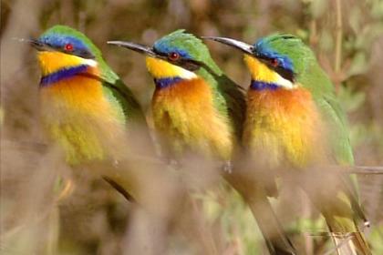 Wildlife - Semenawi Bahri - Eritrea