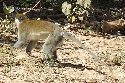 Monkey - Semenawi Bahri - Eritrea.