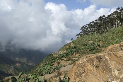 View from the train - Landscape between Asmara and Nefasit.