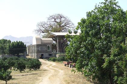 Orchard behind the shrine of Mariam Dearit - Keren Eritrea.
