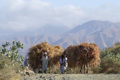 Road to Afabet - Keren Eritrea.