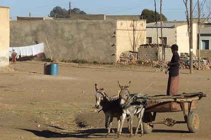 Donkey cart - Adi Sogdo Eritrea.