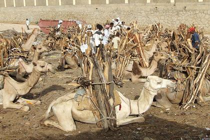 Firewood market - Keren Eritrea.