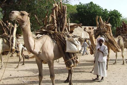 Camels delivering firewood - Keren Eritrea.
