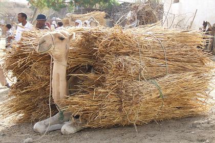 Camel hidden under roofing materials - Keren Eritrea.