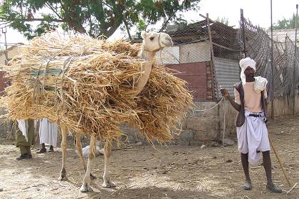 Camel carrying roofing materials - Keren Eritrea.
