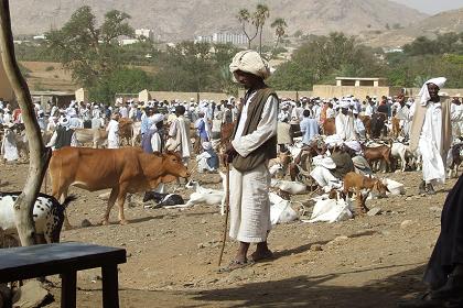 Monday livestock market - Keren Eritrea.