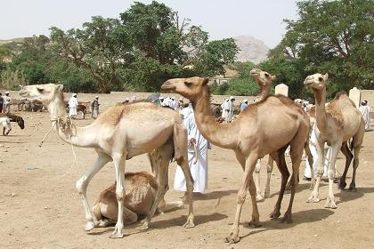 Monday livestock market - Keren Eritrea.