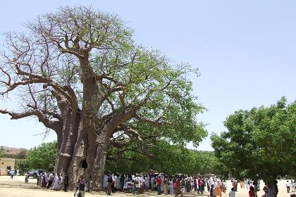 People gathered around the baobab tree with the shrine - Festival of Mariam Dearit - Keren Eritrea.