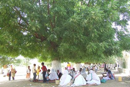 Picnicking in the shade of the trees - Festival of Mariam Dearit - Keren Eritrea.