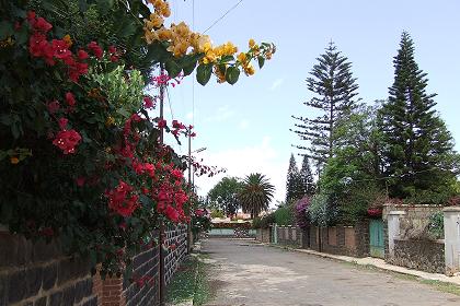 Streets colored with blooming bougainvillaea - Tiravolo Asmara Eritrea.